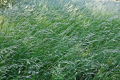 卡普空发布《恐龙浩劫》登场恐龙介绍预告 2023年发售